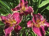 лилейник беттилен