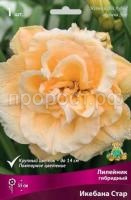 Лилейник гибридный Икебана Стар