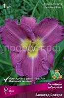 Лилейник гибридный Анчатед Вотерс