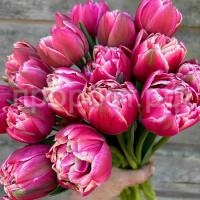 bdj963ws26rc21n8lr7ja7pi2zttajgz