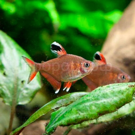 Рыба Орнатус