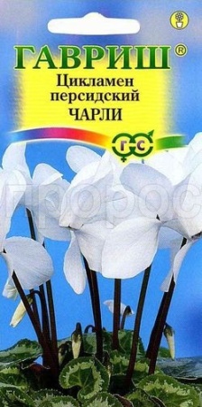 Цикламен персидский Чарли 3шт