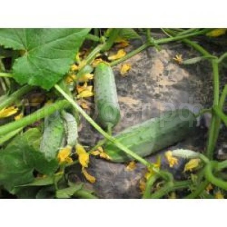 Огурец Гектор F1 1000 шт