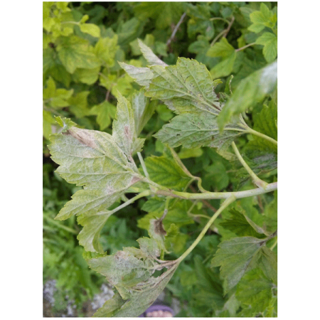 Тиовит-Джет (ВДГ) 30г EXPERT GARDEN