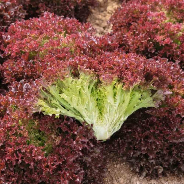 Салат Лолло росса 0,5г