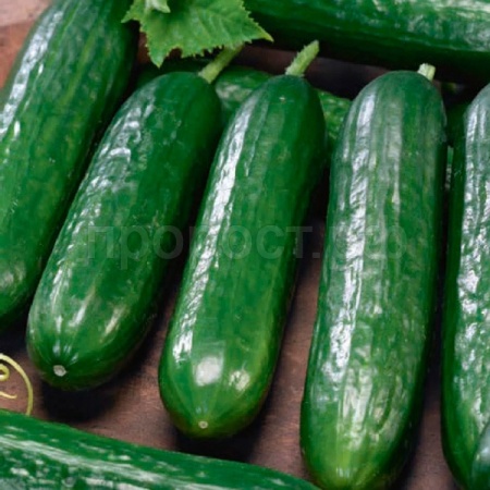 Гавриш Фермерская Огурец Месье Оливье F1 250шт 
